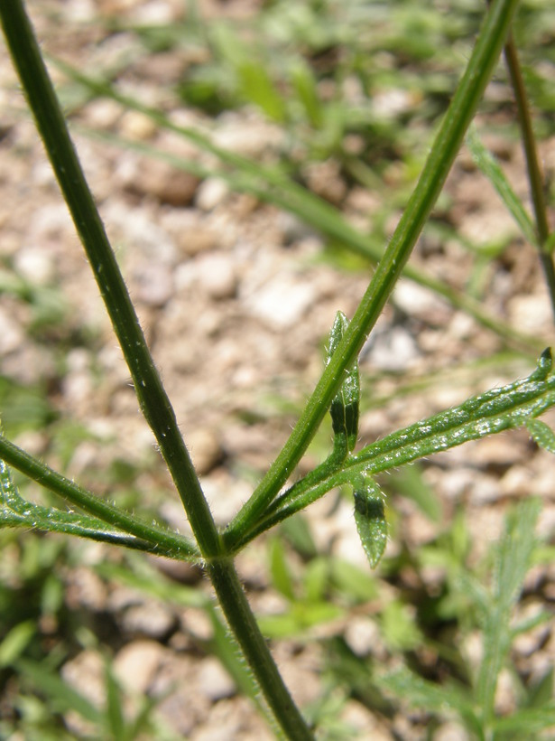 Image of Chihuahuan vervain