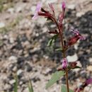 Image of Wright's waxweed