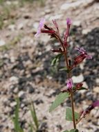 Image of Wright's waxweed