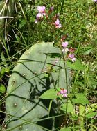 Image of Wright's waxweed