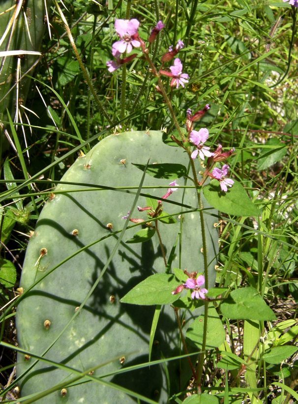 Image of Wright's waxweed