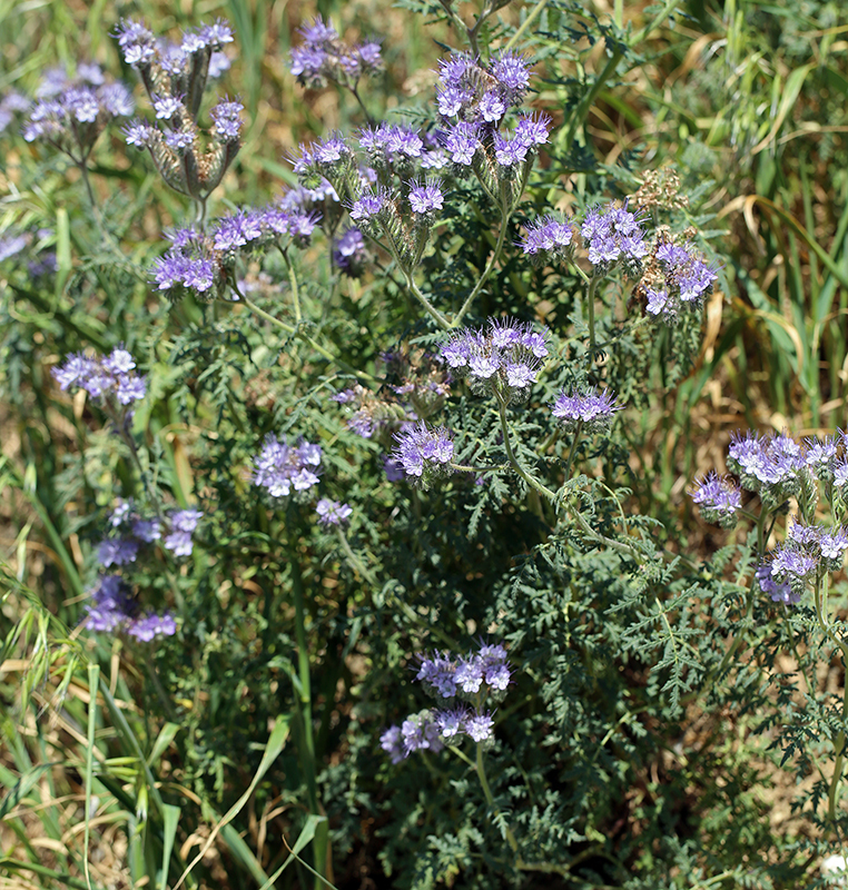 Image of lacy phacelia