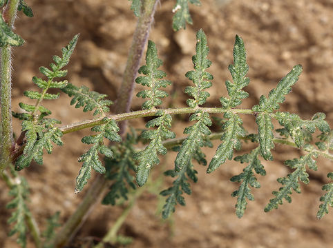 Plancia ëd Phacelia tanacetifolia Benth.