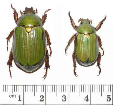 Image of Chrysina lecontei (Horn 1882)