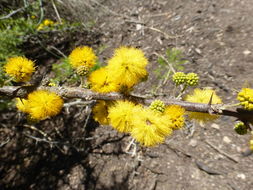 Image of <i>Acacia caven</i>