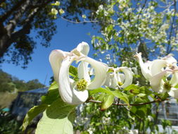 Image of Magic Dogwood