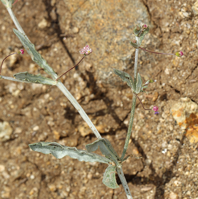 Image of anglestem buckwheat