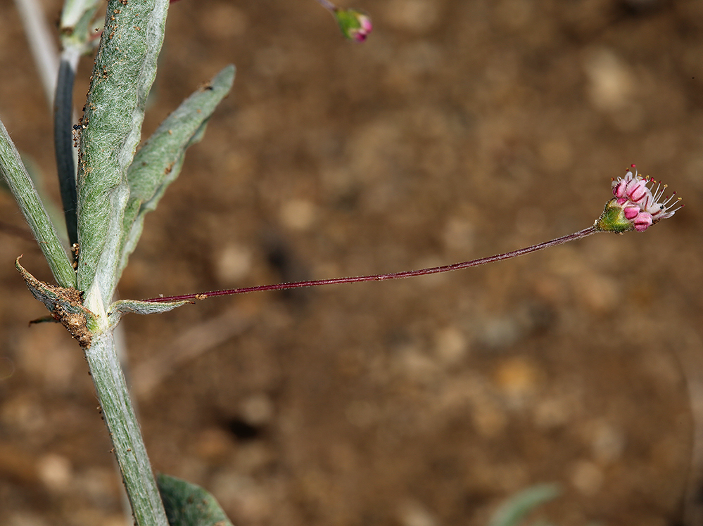 Image of anglestem buckwheat