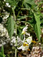 Plancia ëd Solanum nigrescens Mart. & Gal.