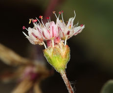 Image of anglestem buckwheat