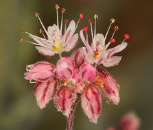 Image of anglestem buckwheat