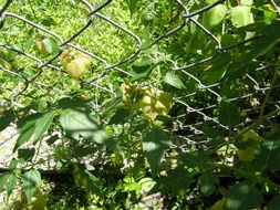 Image of balloon vine