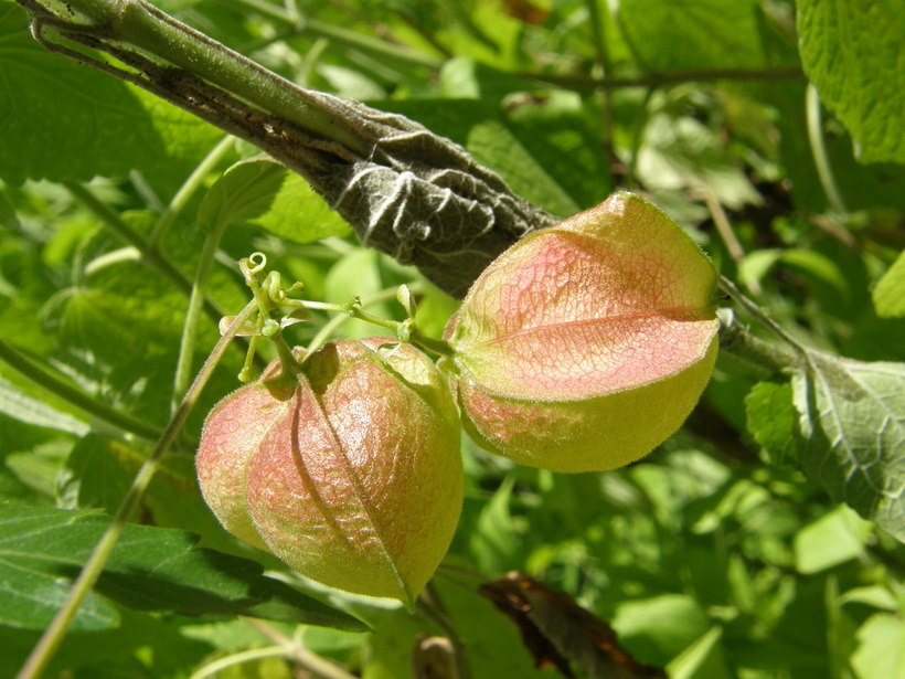 Image of balloon vine