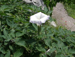 Imagem de Datura wrightii Hort. ex Regel