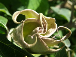 Imagem de Datura wrightii Hort. ex Regel