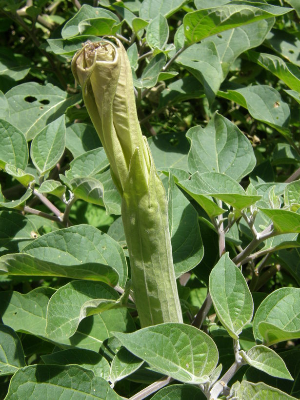 Imagem de Datura wrightii Hort. ex Regel