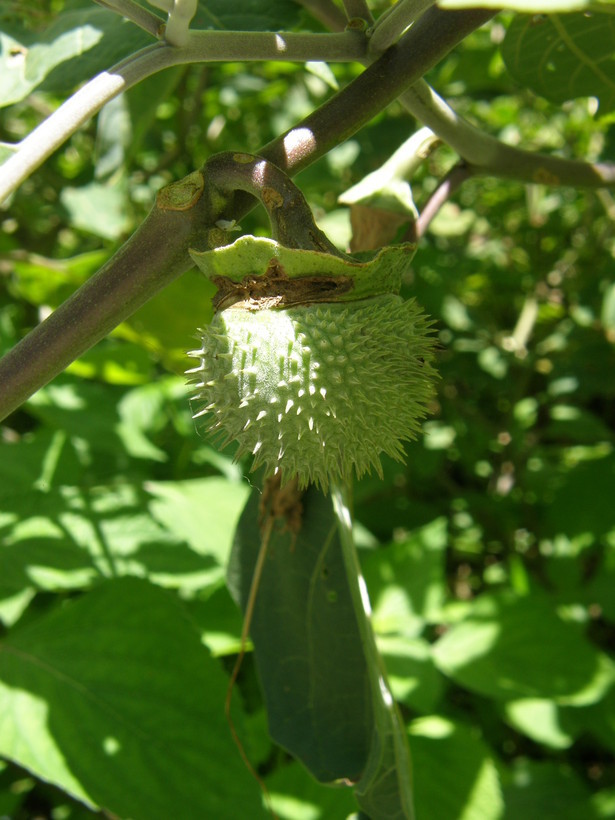 Imagem de Datura wrightii Hort. ex Regel