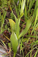 Image of Greenhorn adobe-lily