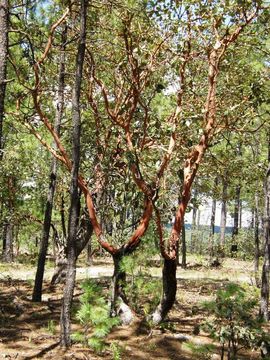 Image of Texas madrone