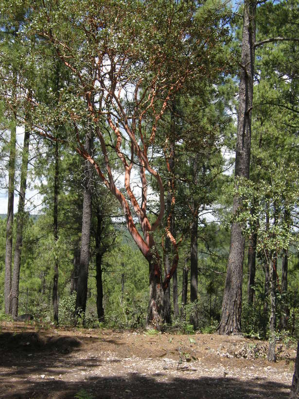 Image of Texas madrone