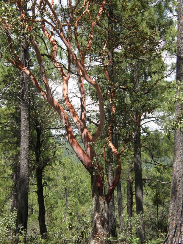 Image of Texas madrone