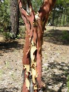 Image of Texas madrone