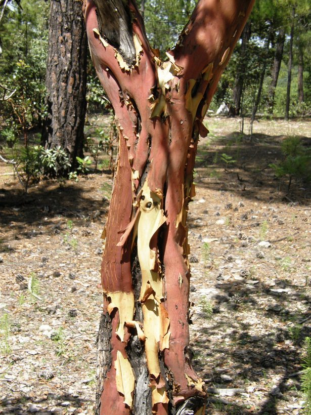 Image of Texas madrone