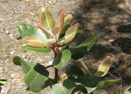 Image of Texas madrone