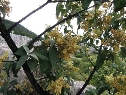 Image of Buddleja cordata Kunth