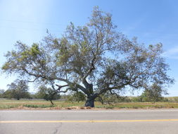 Image of California sycamore