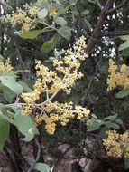 Image of Buddleja cordata Kunth