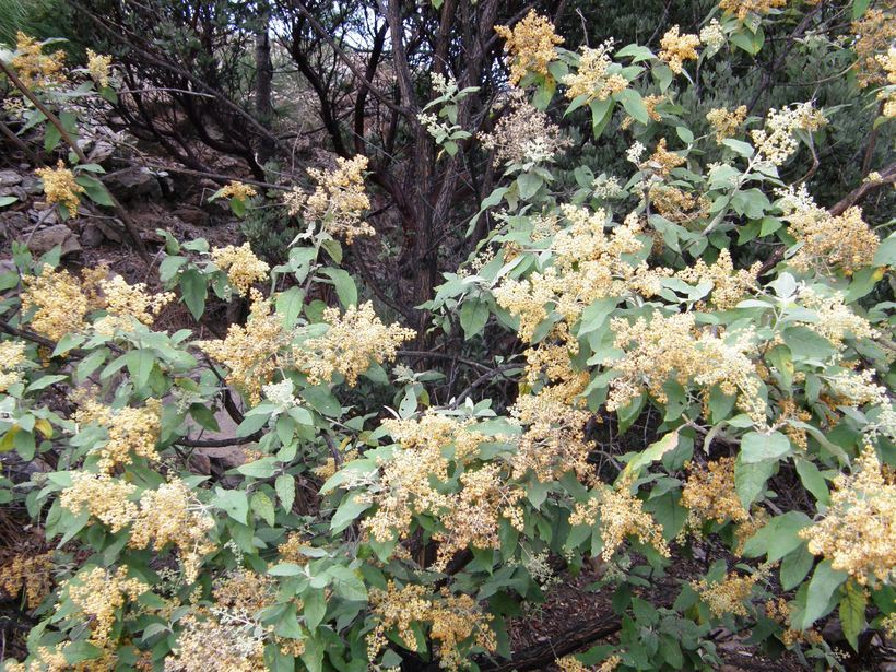 Image of Buddleja cordata Kunth