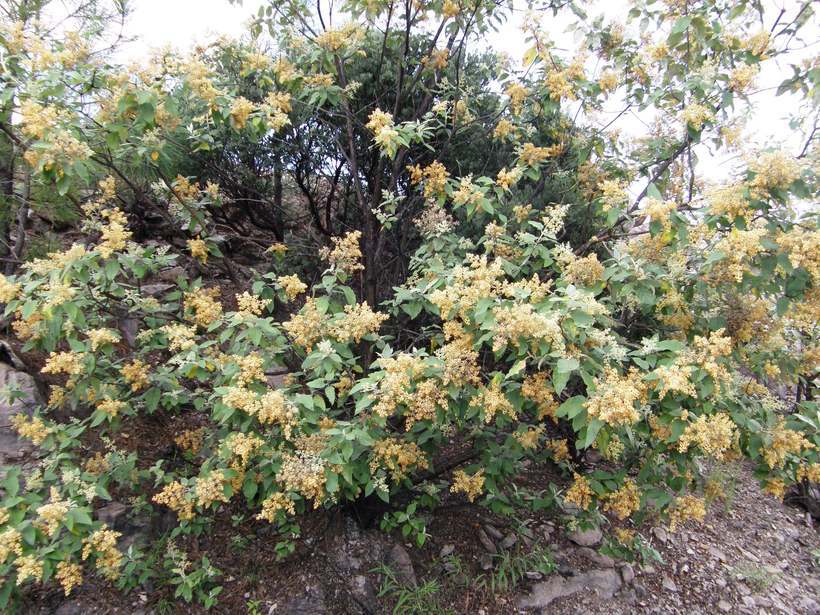 Image of Buddleja cordata Kunth