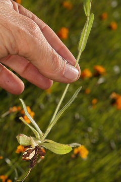 Image of fulvous popcornflower