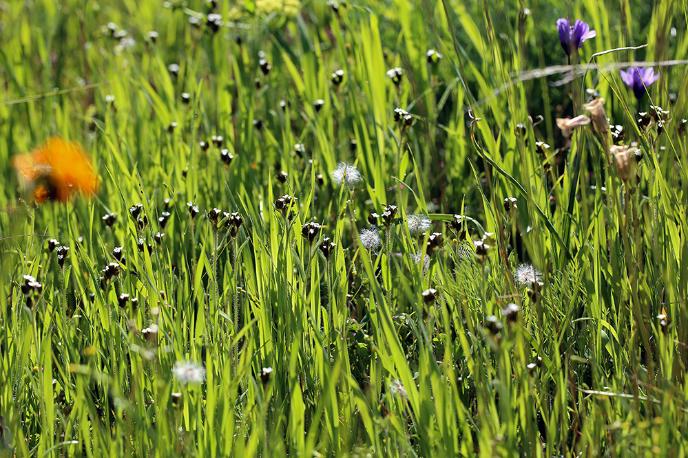 Image of fulvous popcornflower