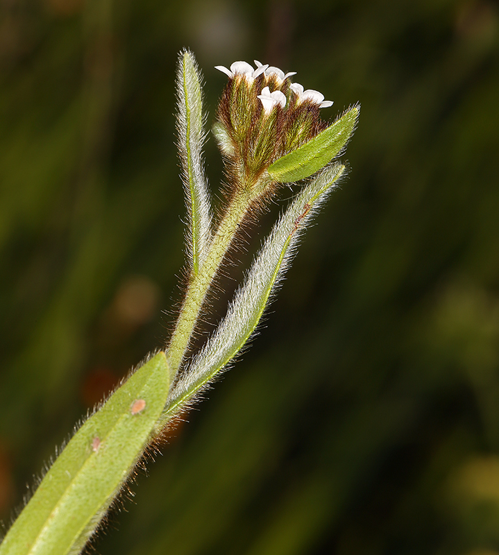 Image of fulvous popcornflower