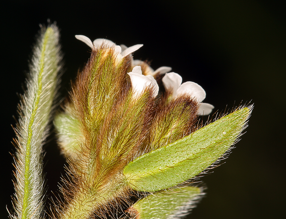 Image of fulvous popcornflower