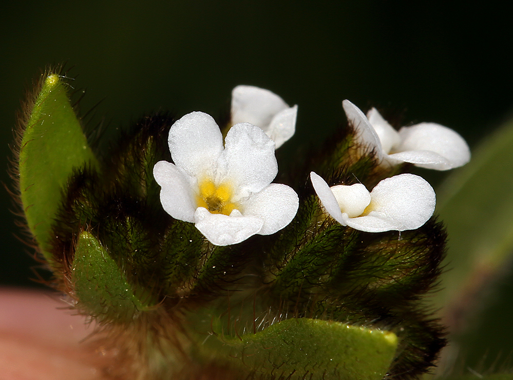 Image of fulvous popcornflower