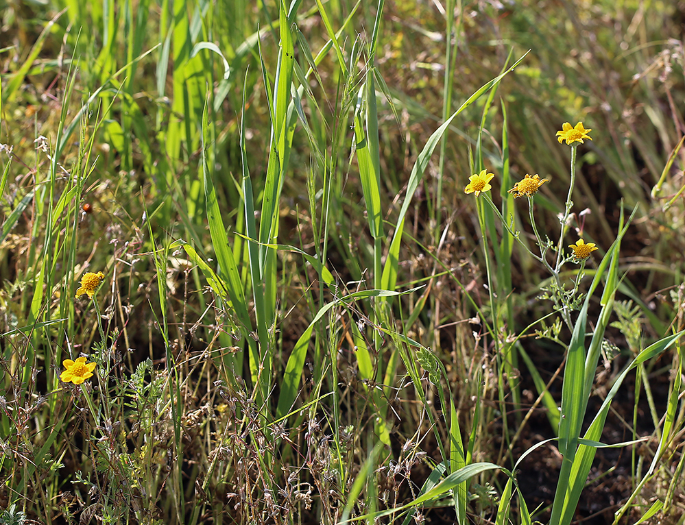 Image of San Joaquin adobe sunburst