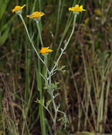 Image of San Joaquin adobe sunburst