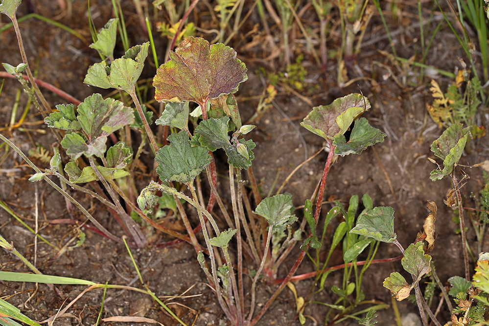 Image of <i>California macrophylla</i>