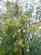 Image of Willow myrtle
