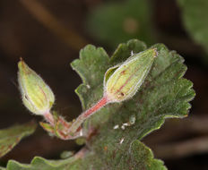 Image of <i>California macrophylla</i>