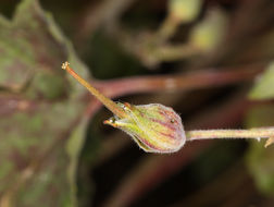 Image of <i>California macrophylla</i>