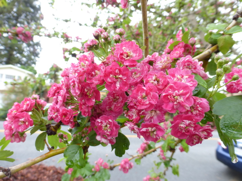 صورة Crataegus laevigata (Poir.) DC.