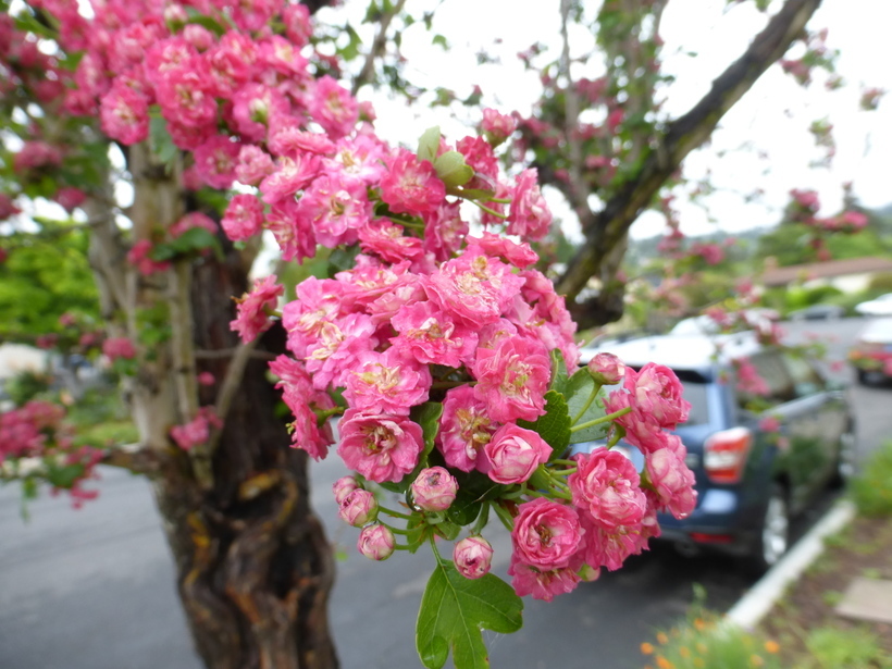 صورة Crataegus laevigata (Poir.) DC.