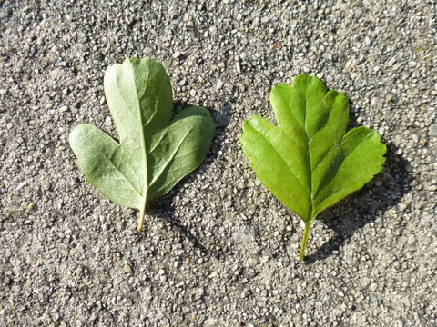 Imagem de Crataegus laevigata (Poir.) DC.