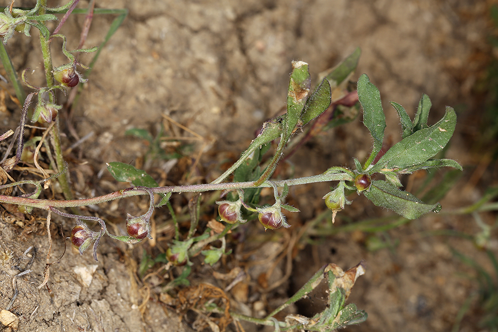 Image of Convolvulus simulans Perry