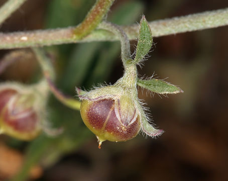 Image de Convolvulus simulans Perry