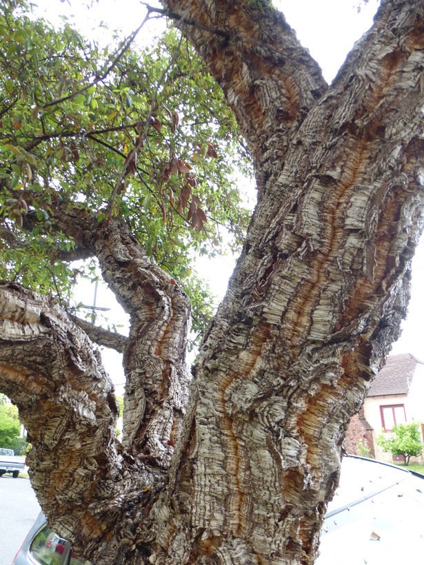 Image of Cork Oak